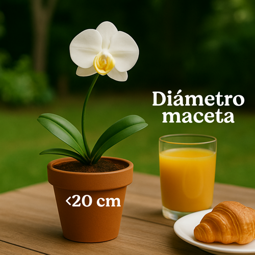 Plantas muy pequeñas
