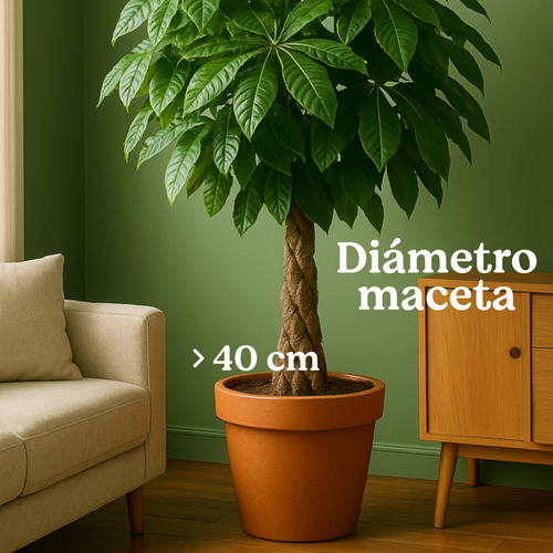 Plantas grandes